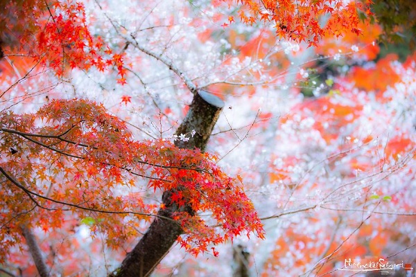 پاییز در ژاپن.سایت نوجوان ها (9)